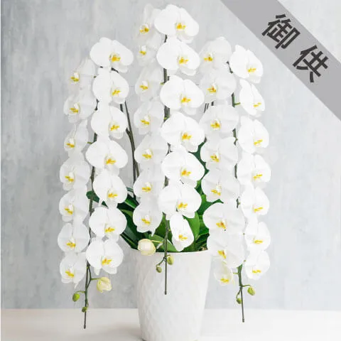 【お供え用】3本立ち白胡蝶蘭