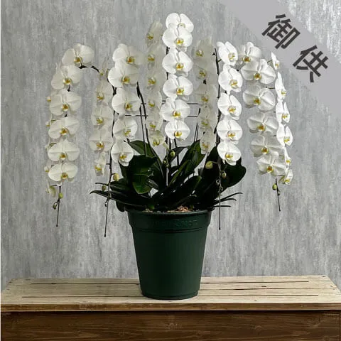 【お供え用】豪華5本立ち白胡蝶蘭