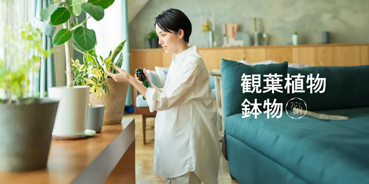観葉植物/鉢物
