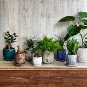 観葉植物/鉢物商品一覧リンクボタン