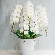 胡蝶蘭を贈る商品一覧リンクボタン