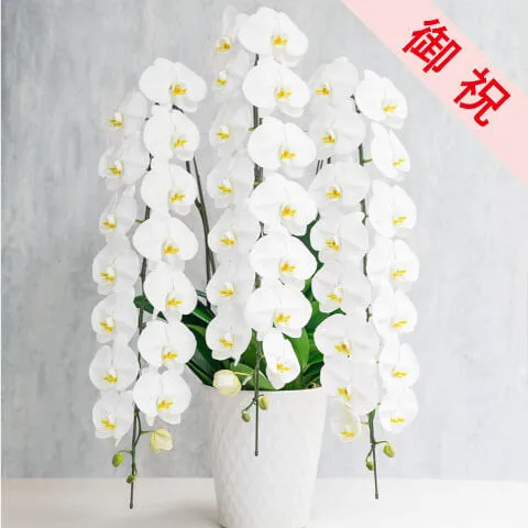 【お祝い用】3本立ち白胡蝶蘭