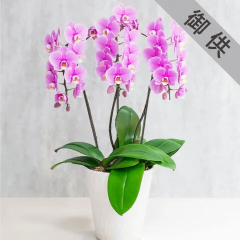 【お供え用】ピンク系3本立ちミニ胡蝶蘭