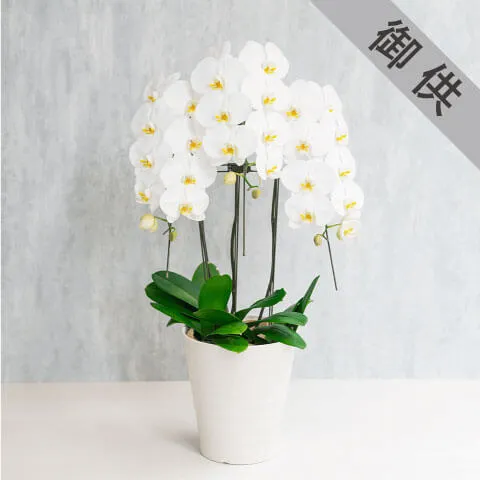 【お供え用】3本立ち白胡蝶蘭