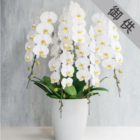 【お供え用】5本立ち白胡蝶蘭