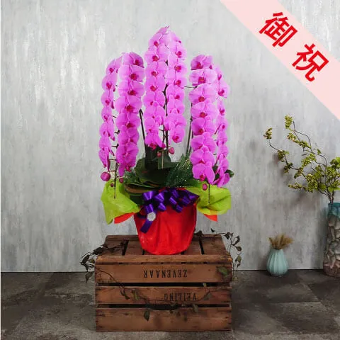 【お祝い用】3本立ちピンク系胡蝶蘭