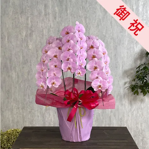 【お祝い用】３本立ちピンク系胡蝶蘭