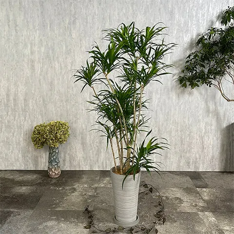 レフレクサFRP鉢