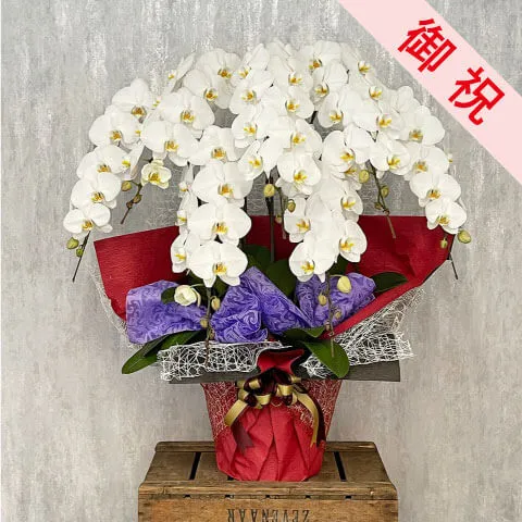【お祝い用】7本立ち白胡蝶蘭