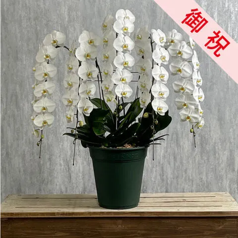 【お祝い用】豪華5本立ち白胡蝶蘭