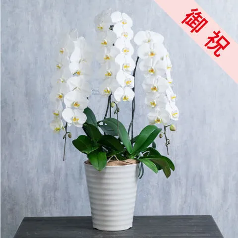 【お祝い用】3本立ち白胡蝶蘭