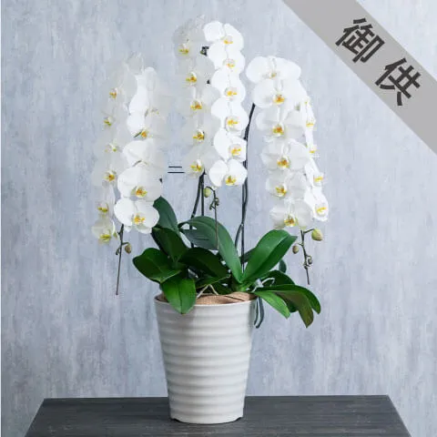 【お供え用】3本立ち白胡蝶蘭