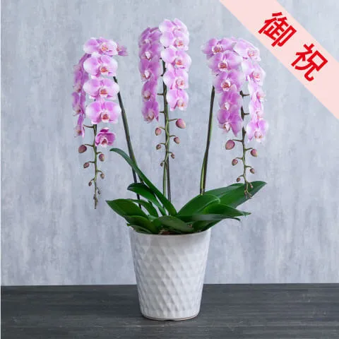 【お祝い用】ピンク系ミニ胡蝶蘭