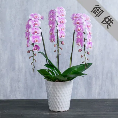 【お供え用】ピンク系ミニ胡蝶蘭色をおさえたラッピング