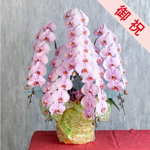 【お祝い用】5本立ちピンク系胡蝶蘭