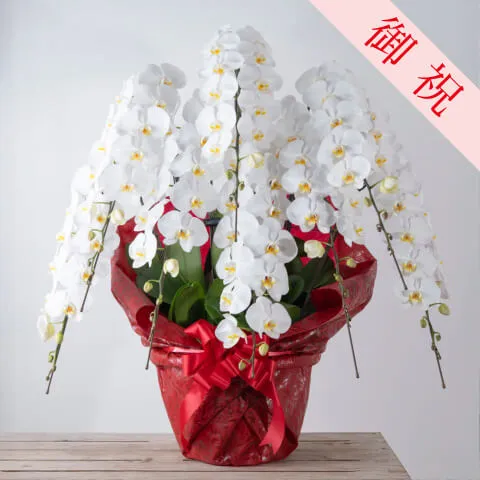 【お祝い用】豪華8本立ち白胡蝶蘭