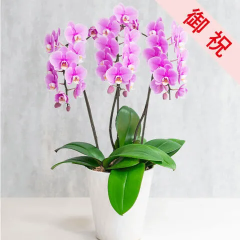 【お祝い用】ピンク系ミニ胡蝶蘭