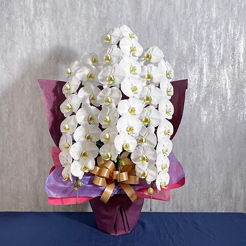 【お祝い用】3本立ち白胡蝶蘭