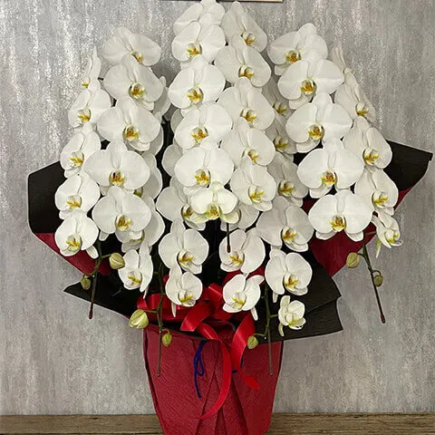 【お祝い用】5本立ち白胡蝶蘭