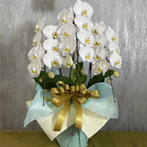 【お供え用】3本立ち白胡蝶蘭