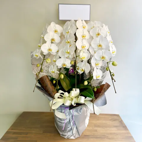 【お供え用】5本立ち白胡蝶蘭