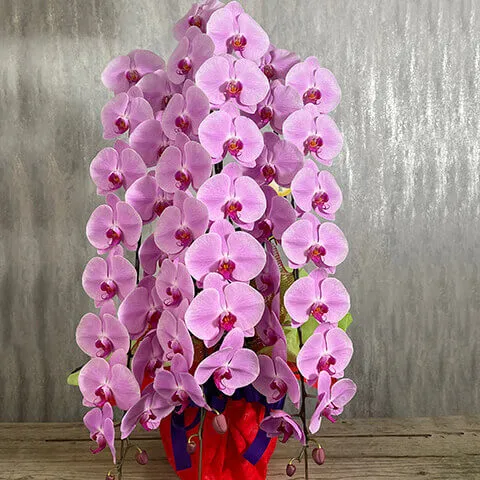 【お祝い用】3本立ちピンク系胡蝶蘭