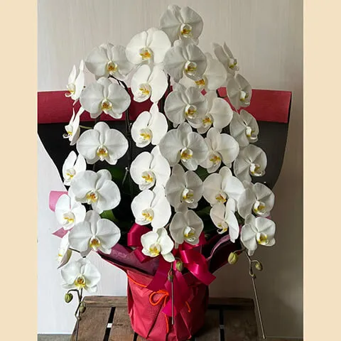 【お祝い用】3本立ち白胡蝶蘭