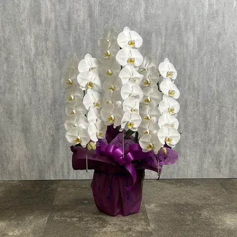 【お供え用】3本立ち白胡蝶蘭