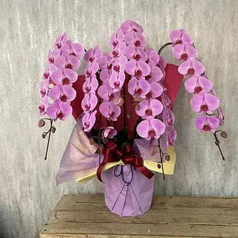 【お祝い用】5本立ちピンク系胡蝶蘭