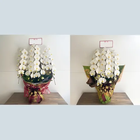 【お祝い用】5本立ち白胡蝶蘭画像