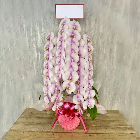 【お祝い用】3本立ちピンク系胡蝶蘭画像