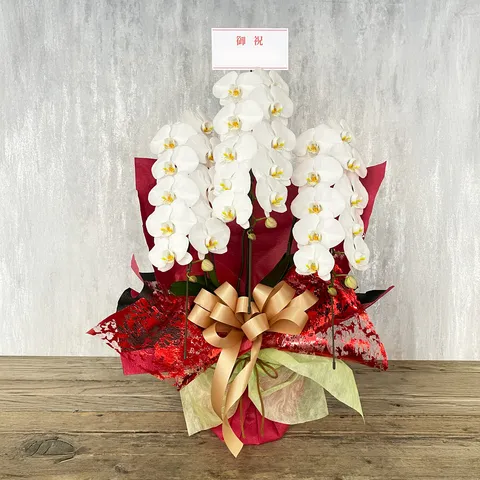 【お祝い用】3本立ち白胡蝶蘭画像