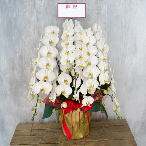 【お祝い用】5本立ち白胡蝶蘭画像