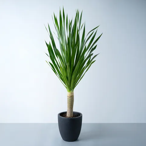 【現品】　パラオ　パラオドラセナ　13号　RD番 ドラセナ・パラオ黒系陶器鉢｜広島花屋オンラインショップ花将