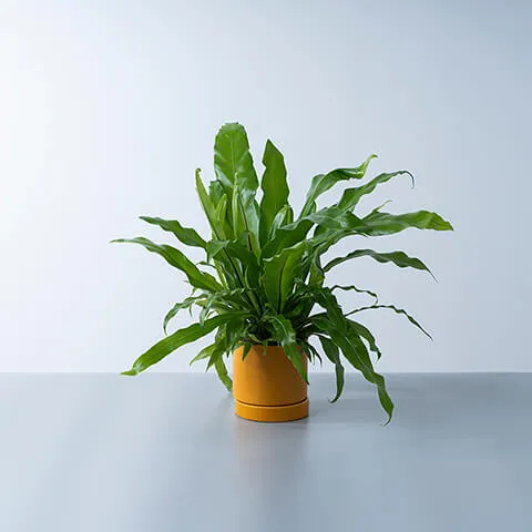 アスプレニウム（タニワタリ / ビカクシダ系）元気な株 アスプレニウム（タニワタリ / ビカクシダ系）元気な株 アスプレニウム