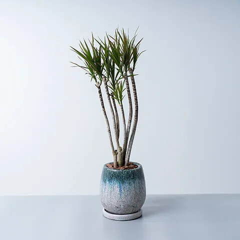 【こだわり樹形】　ドラセナ　コンシンネ　トリカラー　曲がり　陶器鉢　植え込み発送 M】ドラセナ コンシンネ トリカラー/ハイドロ仕立て ※フラワー