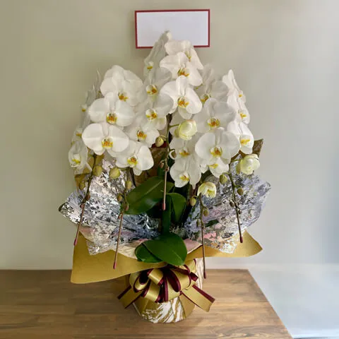 【お祝い用】5本立ち白胡蝶蘭