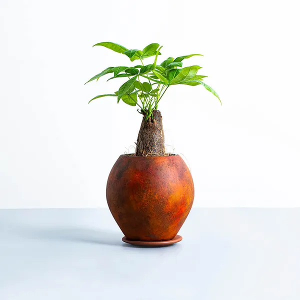 パキラ陶器茶鉢