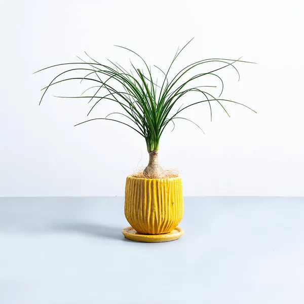 ノリナ陶器黄鉢