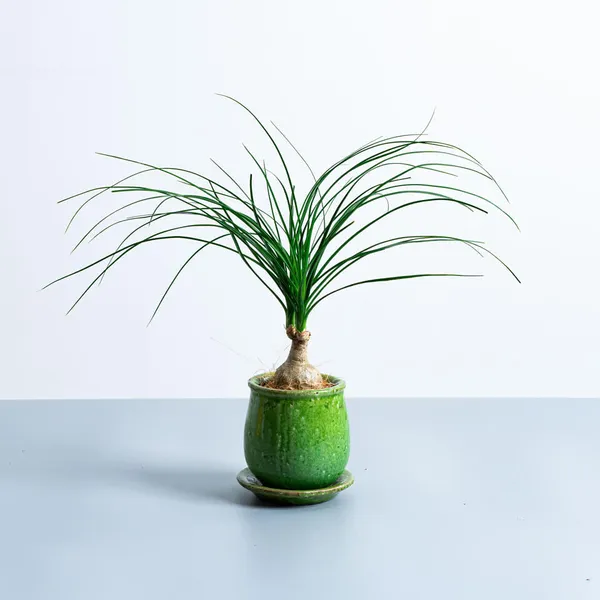 ノリナ陶器緑鉢