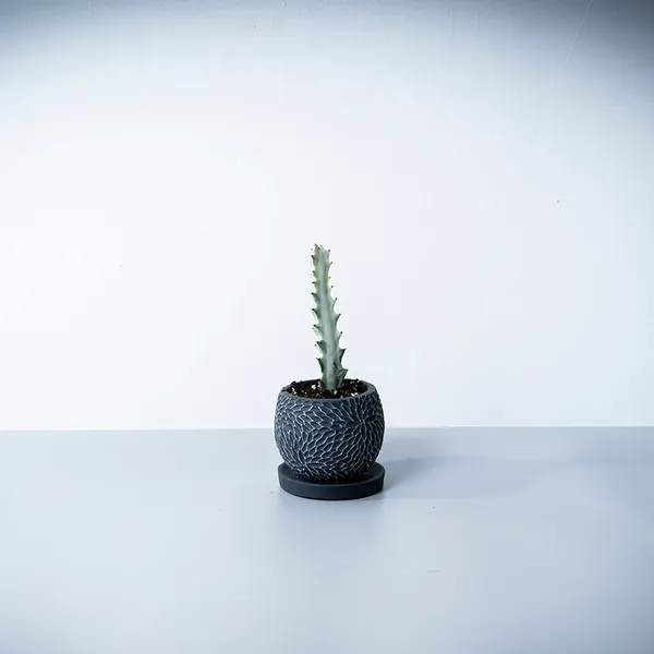 ホワイトゴースト黒系陶器鉢