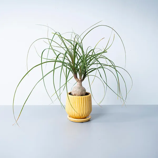 ノリナ黄色系陶器鉢