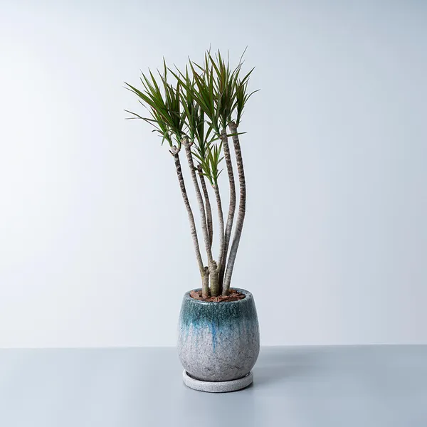 観葉植物   大型   コンシネ   陶器鉢   全長 2M 程 ドラセナ・コンシンネ青系陶器鉢｜広島花屋オンラインショップ花将