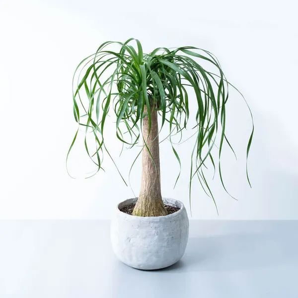 ノリナ白系陶器鉢
