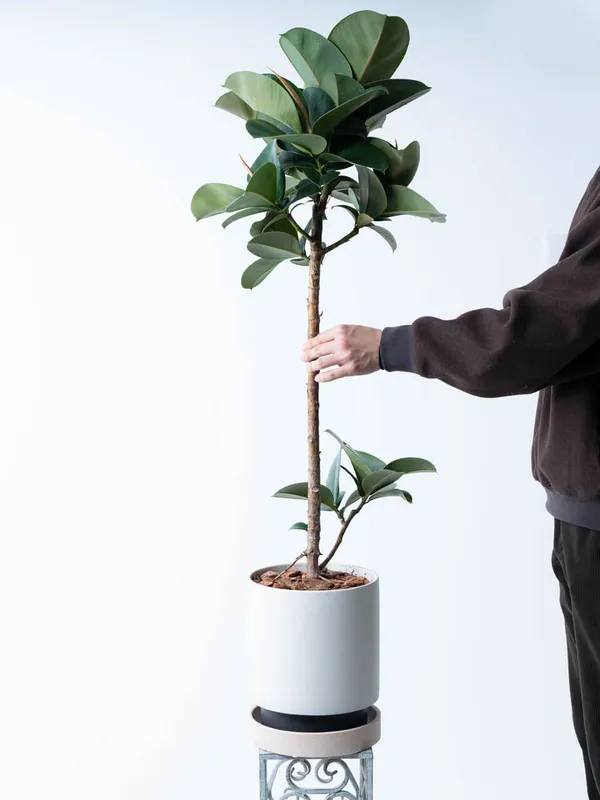 フィカス・スフィア白系陶器鉢｜広島花屋オンラインショップ花将