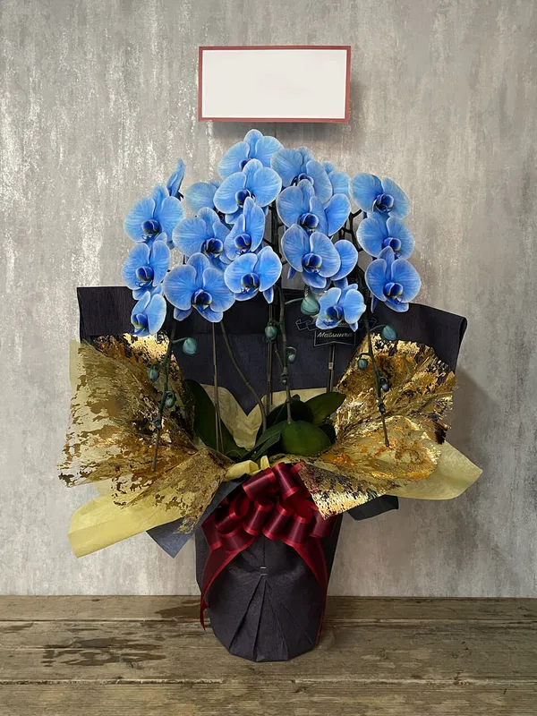 お祝い用】3本立ち青胡蝶蘭｜広島花屋オンラインショップ花将