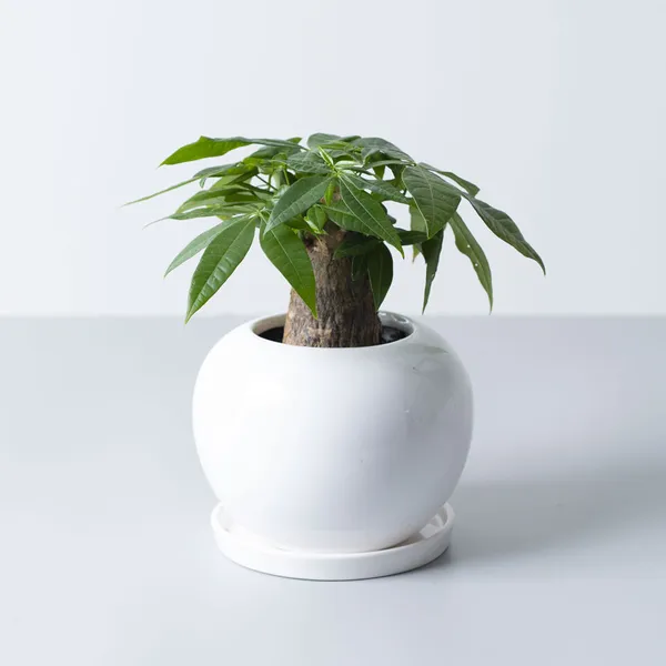 パキラ陶器白鉢