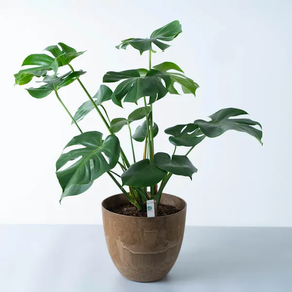 モンステラ茶系樹脂鉢