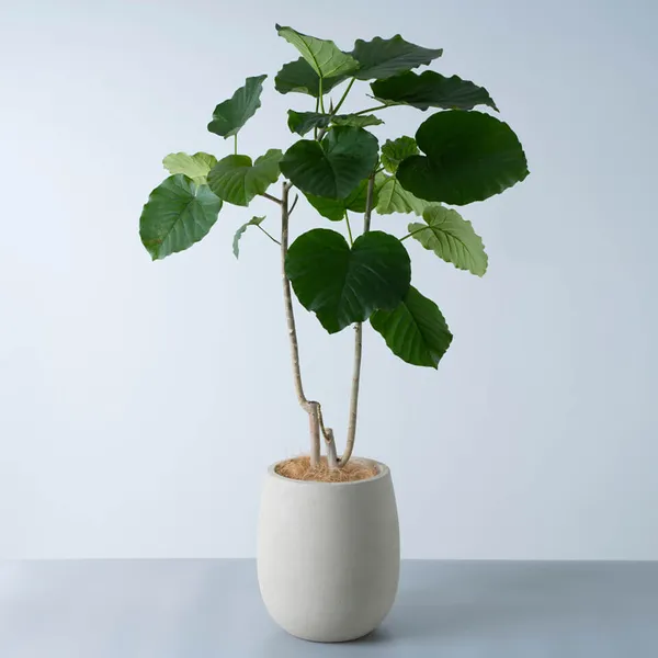 ウンベラータ白系陶器鉢