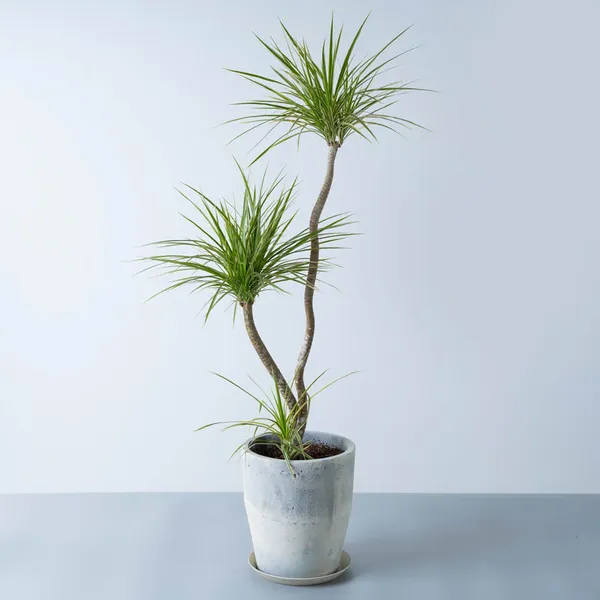 コンシンネ　鉢下から150cm 観葉植物 ドラセナ・コンシンネ 6号鉢 選べる鉢 6種類 高さ約65〜75cm